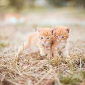 chatons Kitten Image par Olga Ozik de Pixabay